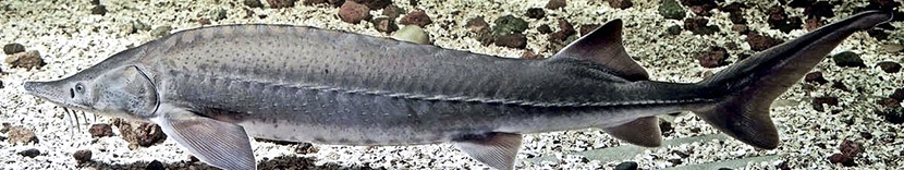 Acipenser sturio_0013